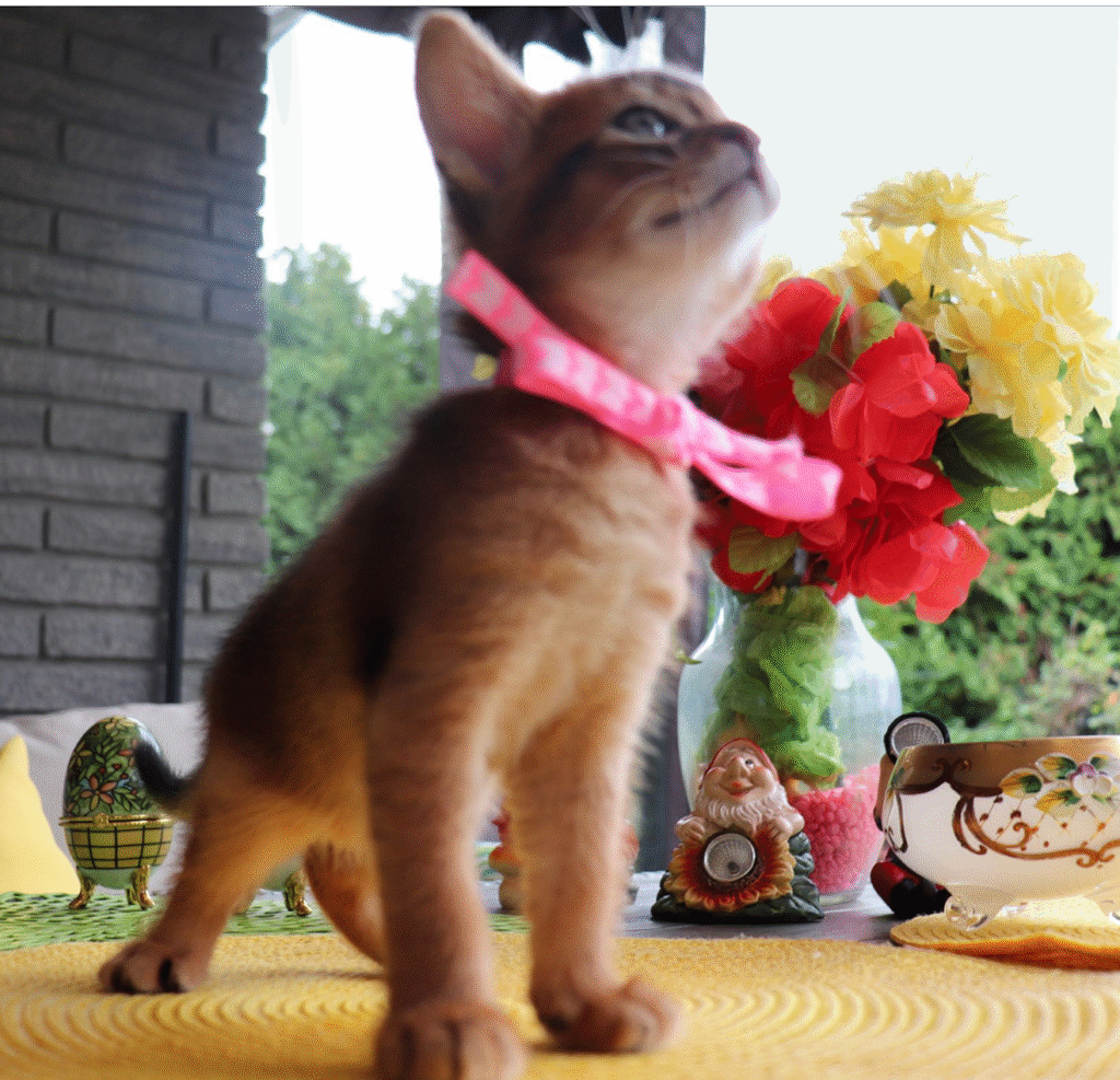 whatsapp image 2025 08 20 at 23.32.38 (1)