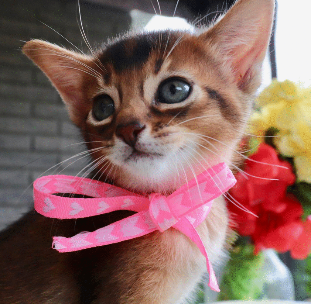 whatsapp image 2025 08 20 at 23.32.38