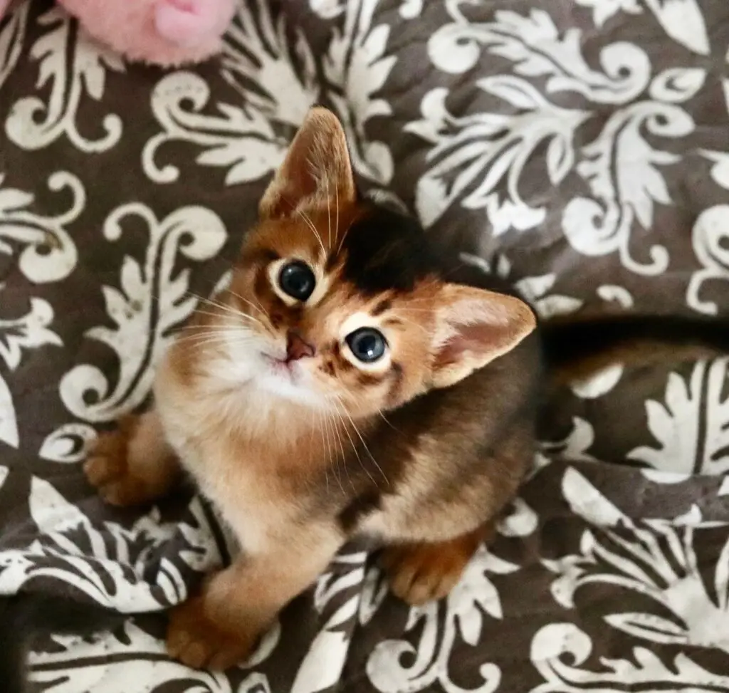 whatsapp image 2025 08 20 at 23.32.38 (2)