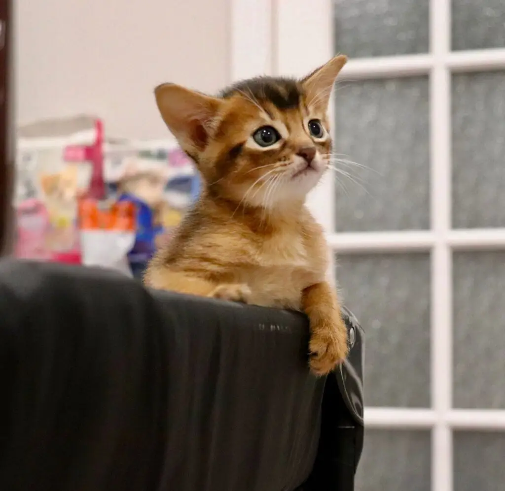 whatsapp image 2025 08 20 at 23.36.51