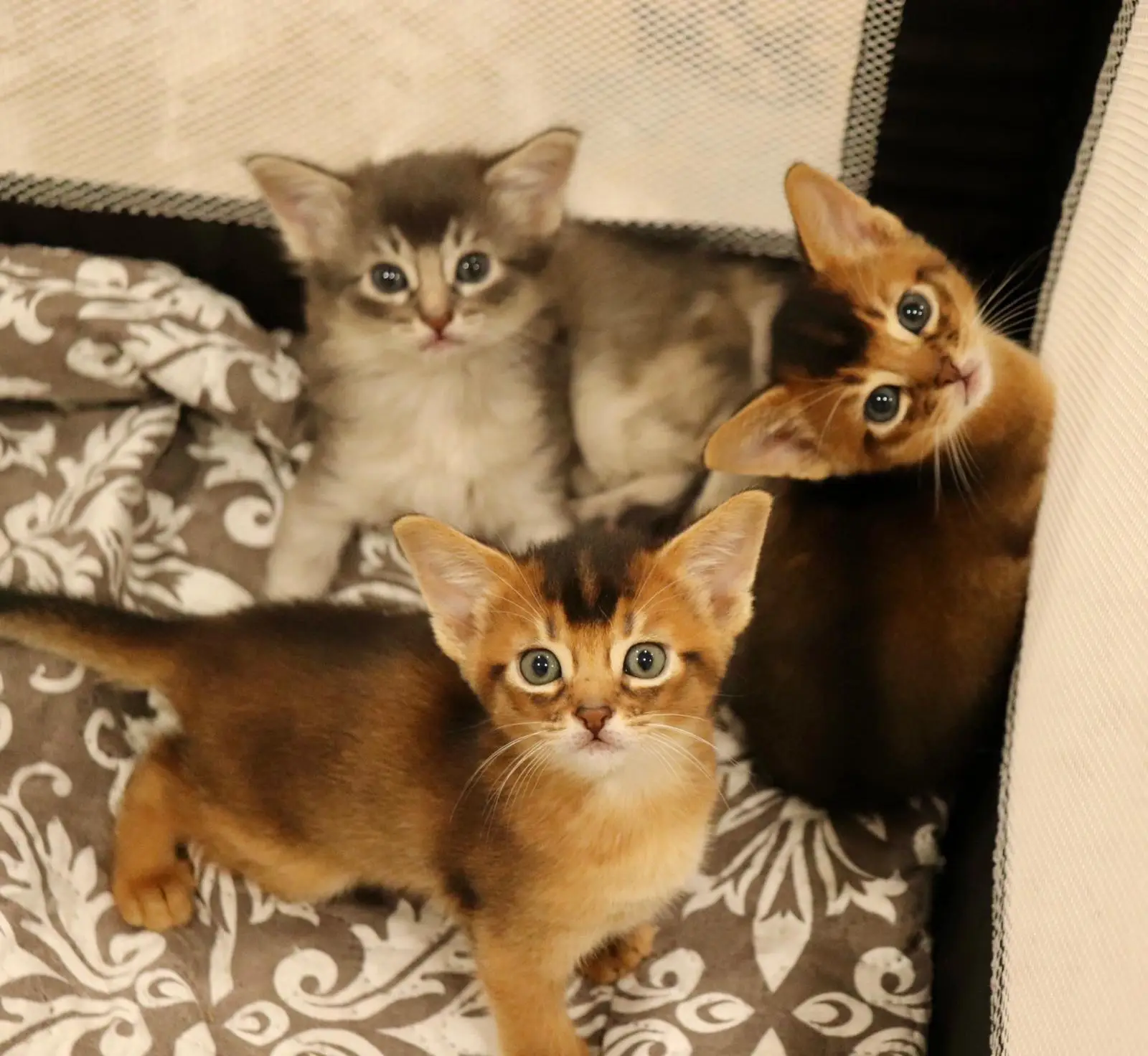 whatsapp image 2025 08 21 at 18.00.26