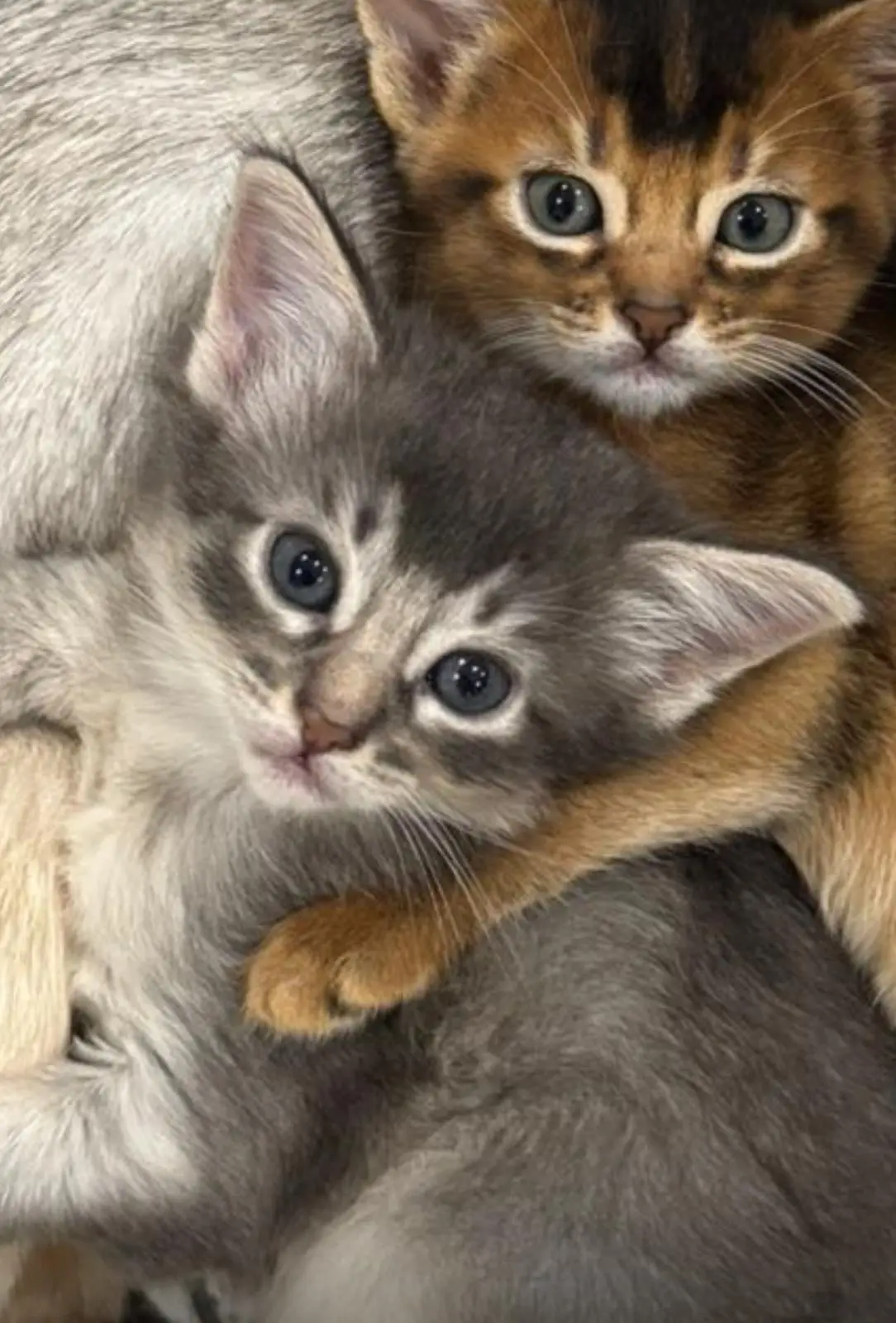 whatsapp image 2025 08 21 at 18.00.36