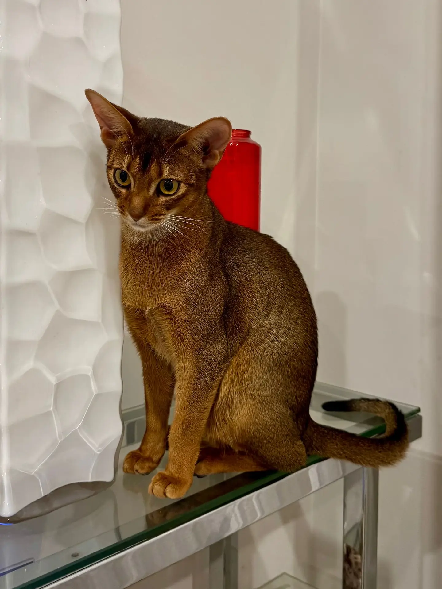 d5999e9a 842b 411a a7cc 9a332e202520