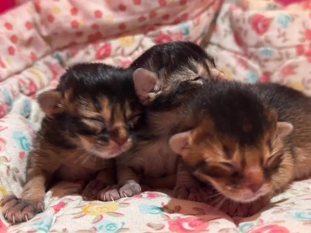 65bb324b f014 4c2c ad4d 48c304c6bb61